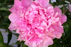 Peony 'Dr. Alexander Flemming' New 2023